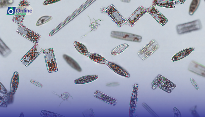 Lesson 02: Major Groups of Protists